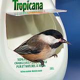 Tropicana Chickadee_28441